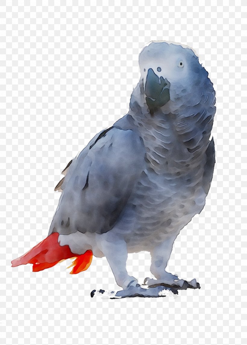 Parakeet Feather Beak Fauna, PNG, 1023x1427px, Parakeet, African Grey, Beak, Bird, Budgie Download Free
