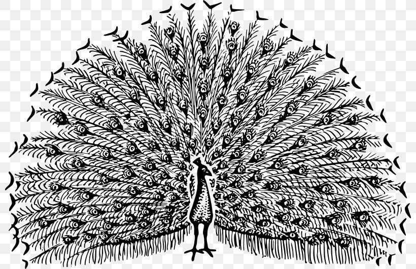 Pavo Bird Drawing Feather Clip Art, PNG, 800x530px, Pavo, Bird, Black And White, Coloring Book, Drawing Download Free