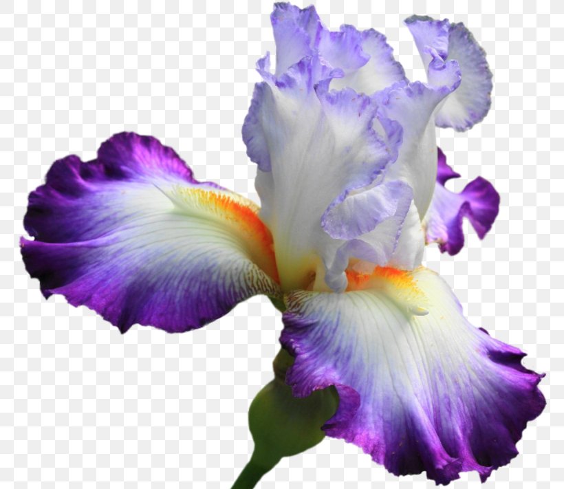 Purple Watercolor Flower, PNG, 772x711px, Irises, Cattleya, Cattleya Labiata, Cut Flowers, Drawing Download Free