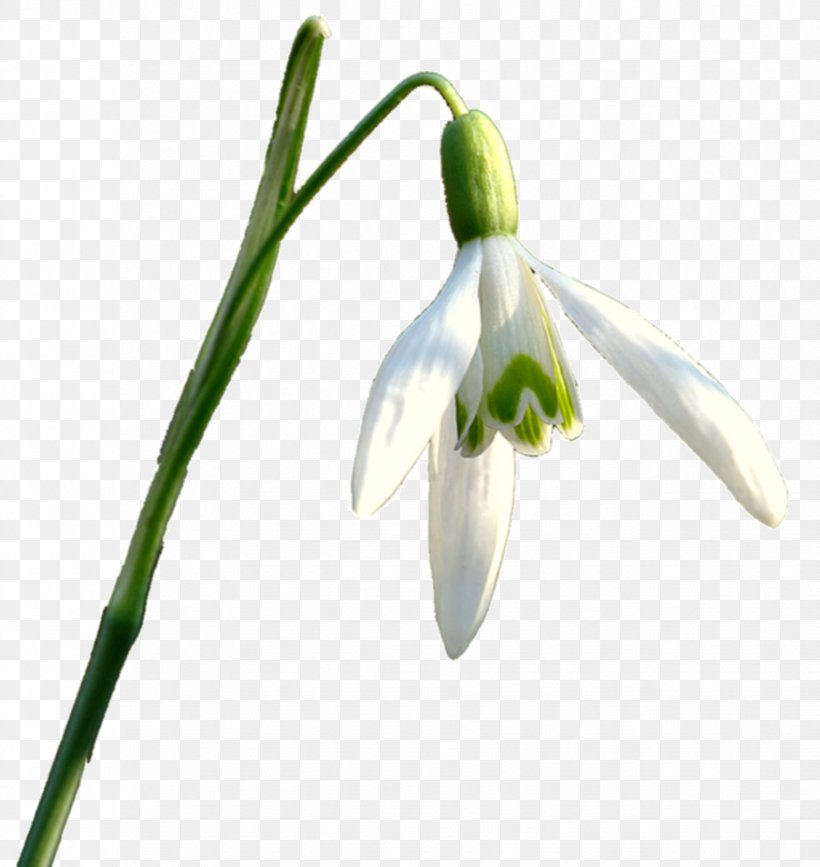 Snowdrop Flower, PNG, 877x928px, Snowdrop, Adobe Flash, Amaryllis Family, Blog, Data Download Free