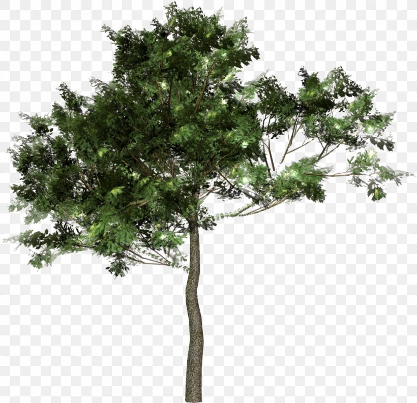 Tree Forest Woody Plant Clip Art, PNG, 1063x1028px, Tree, Branch, Crown, Forest, Garden Download Free
