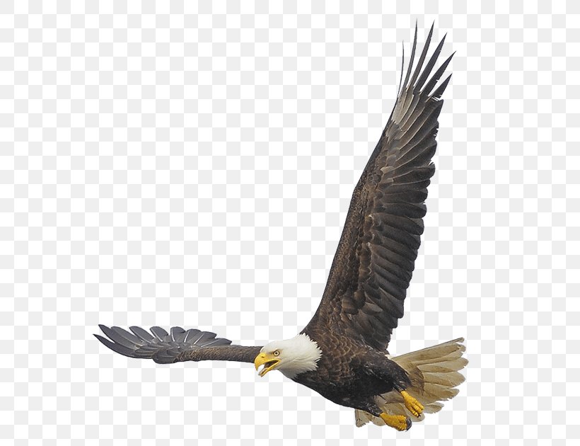 Bald Eagle Buzzard Hawk Vulture, PNG, 600x630px, Bald Eagle, Accipitriformes, Animal, Beak, Biology Download Free