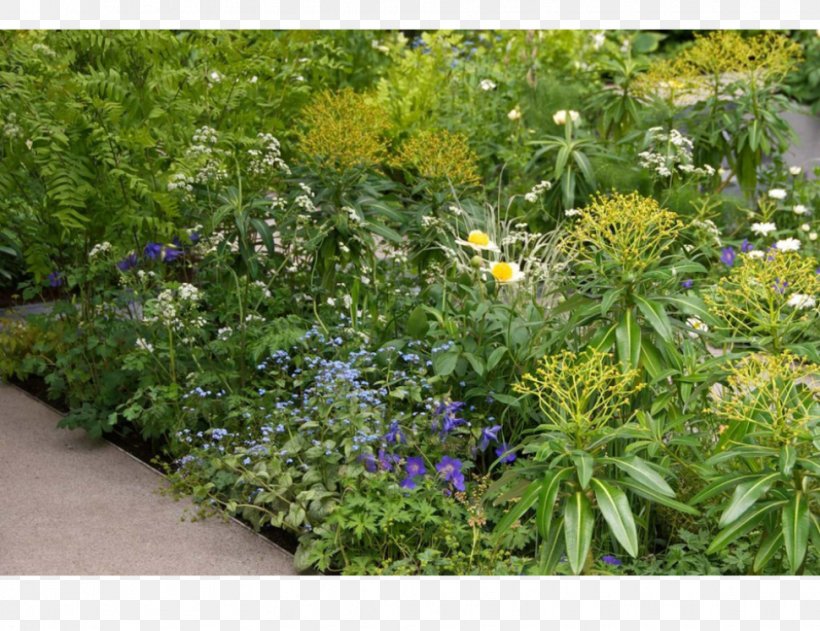 Garden Groundcover Lawn Wildflower Herb, PNG, 970x747px, Garden, Annual Plant, Flora, Flower, Grass Download Free
