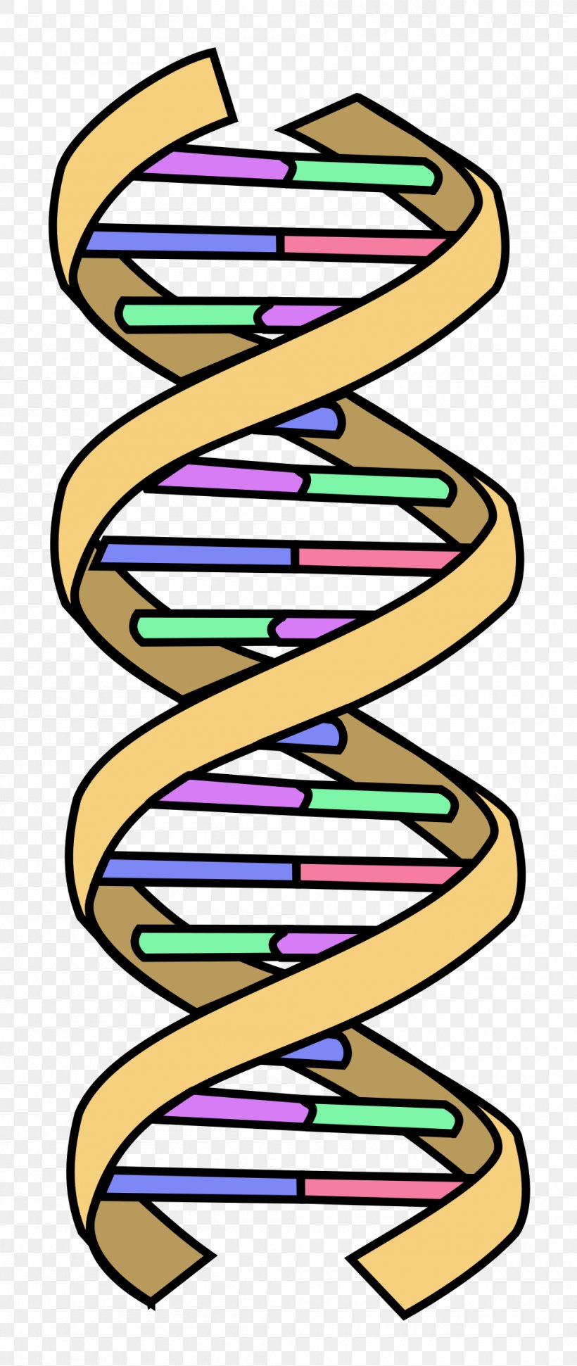DNA Nucleic Acid Double Helix Genetics, PNG, 1000x2368px, Dna, Area, Artwork, Biology, Cell Download Free