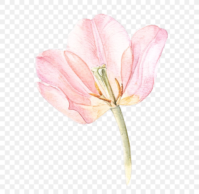 Flower Flowering Plant Petal Pink Plant, PNG, 634x800px, Flower, Flowering Plant, Lily Family, Pedicel, Petal Download Free