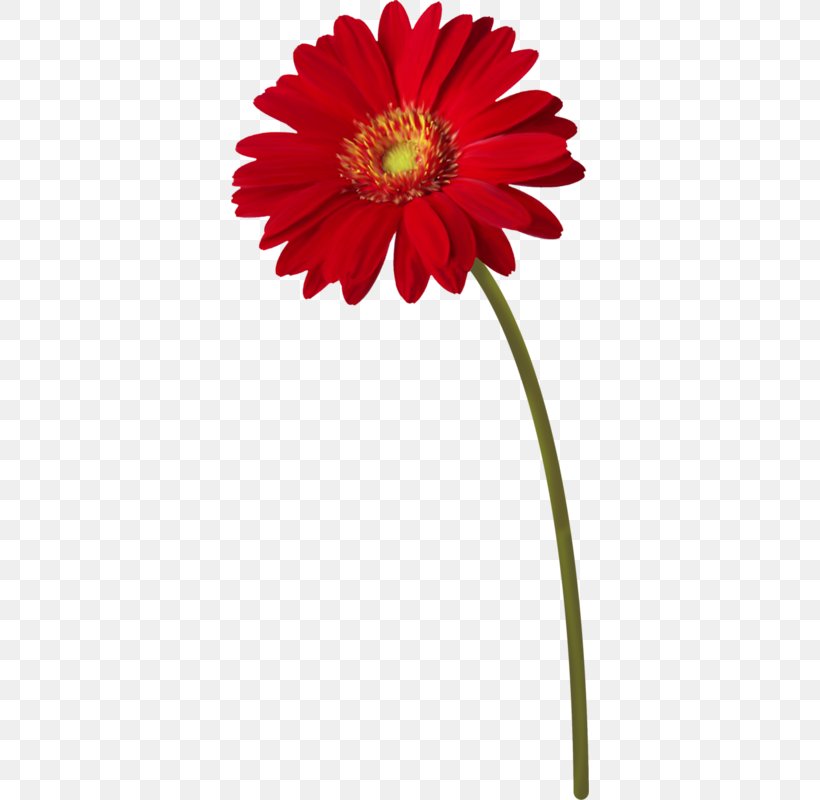 Flower Plant Stem Transvaal Daisy Clip Art, PNG, 358x800px, Flower, Annual Plant, Chrysanthemum, Color, Cut Flowers Download Free