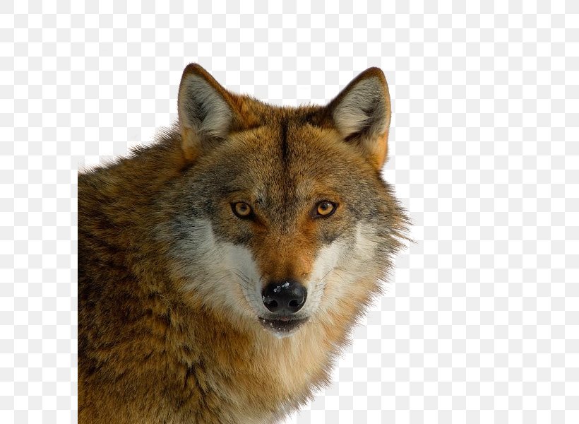 Red Fox Coyote German Shepherd Puppy Red Wolf, PNG, 600x600px, Red Fox, Alaskan Tundra Wolf, Canidae, Canis, Canis Lupus Tundrarum Download Free