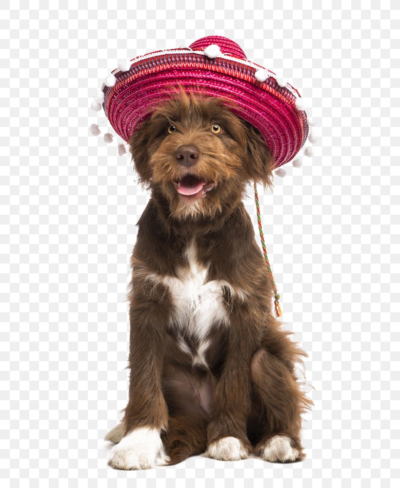 Dog Puppy Stock Photography Sombrero, PNG, 751x1000px, Dog, Alamy, Carnivoran, Companion Dog, Dog Breed Download Free