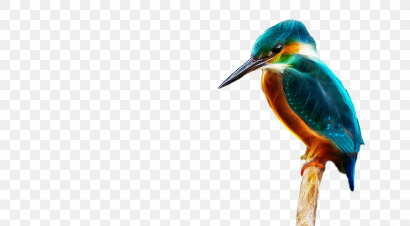 Feather, PNG, 1280x708px, Kingfisher, Beak, Birds, Cartoon, Common Kingfisher Download Free