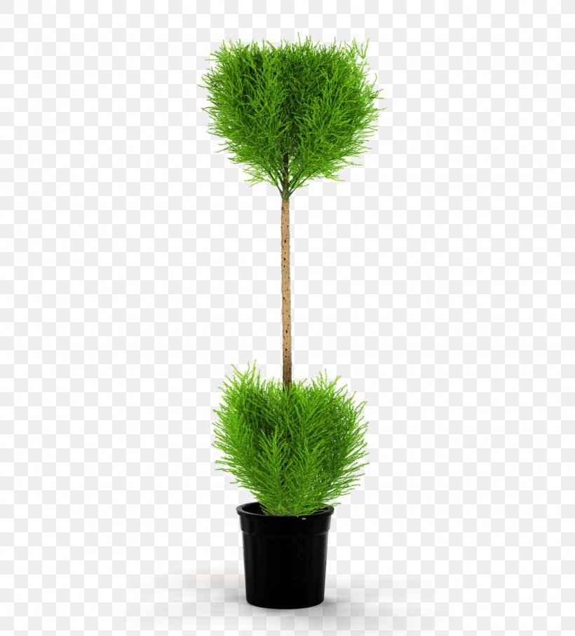 Flowerpot Houseplant Monterey Cypress Vase, PNG, 1080x1196px, Flowerpot, Armoires Wardrobes, Bonsai, Cupressus, Evergreen Download Free