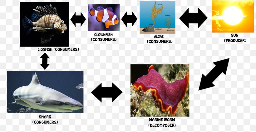 Food Chains And Webs Food Web Clownfish, PNG, 809x422px, Food Chain, Algae, Animal, Brand, Clownfish Download Free