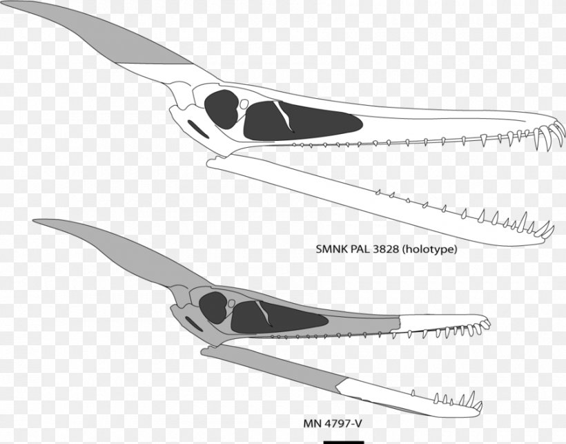 Ludodactylus Zhejiangopterus Pterodactyls Quetzalcoatlus Pterosaurs, PNG, 900x706px, Ludodactylus, Art, Aurorazhdarcho, Azhdarchoidea, Cold Weapon Download Free