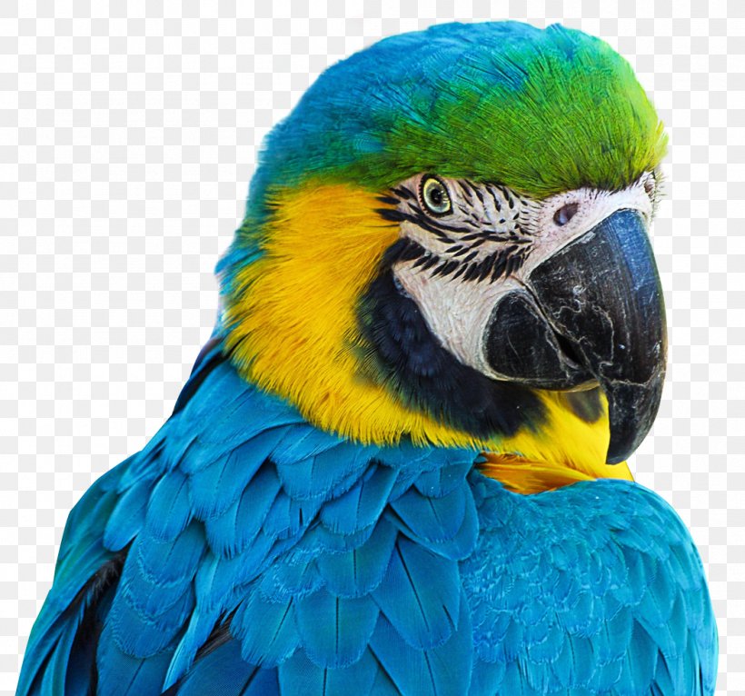 Aviarium Santiago Bird Parrot, PNG, 1050x981px, Parrot, Beak, Bird, Budgerigar, Common Pet Parakeet Download Free