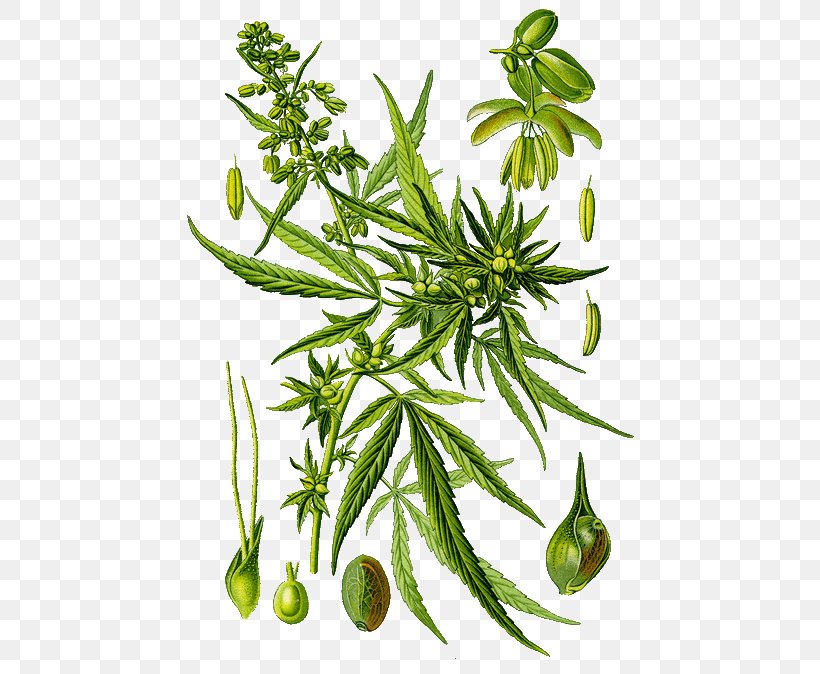 Marijuana Medical Cannabis Hemp Sativum, PNG, 475x674px, Marijuana, Botanical Illustration, Botany, Branch, Cannabis Download Free
