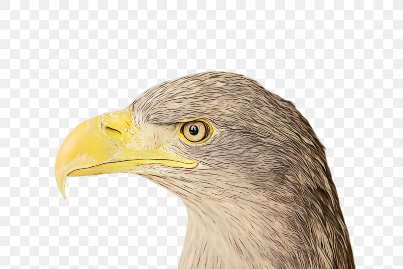 Bald Eagle Beak Eagle Hair Loss, PNG, 1920x1282px, Watercolor, Bald Eagle, Beak, Eagle, Hair Loss Download Free