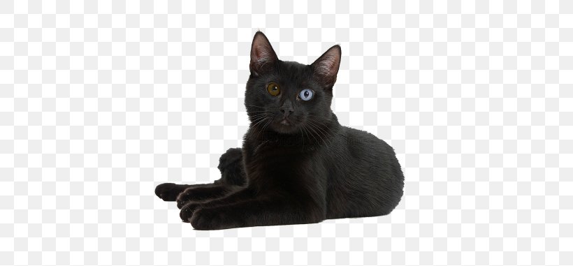 Black Cat Bombay Cat Korat Burmese Cat German Rex, PNG, 700x381px, Black Cat, Abyssinian, Asian, Bengal Cat, Birman Download Free