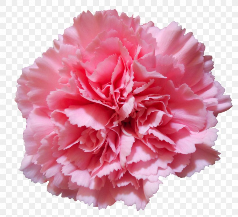 Carnation Flower Pink Stock Photography, PNG, 1244x1134px, Carnation, Cut Flowers, Depositphotos, Dianthus, Flower Download Free