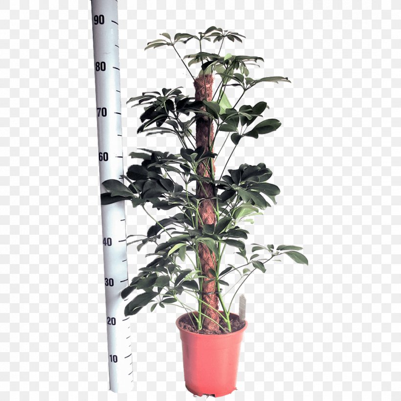 Dwarf Umbrella Tree Embryophyta Flowerpot Houseplant Nursery, PNG, 1080x1080px, Dwarf Umbrella Tree, Branch, Centimeter, Cyperus Alternifolius, Embryophyta Download Free