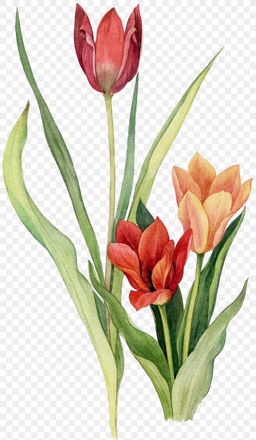 Tulip Flower Watercolor Painting Drawing, PNG, 1743x2987px, Tulip, Art, Bud, Cut Flowers, Drawing Download Free