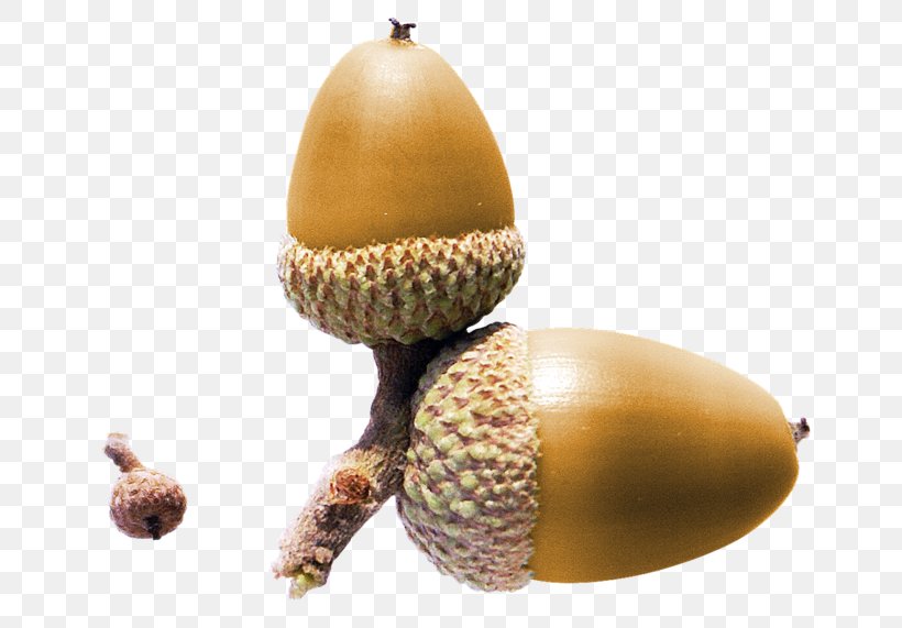 Acorn Nut Yellow Clip Art, PNG, 699x571px, Acorn, Food, Fruit, Gratis, Information Download Free