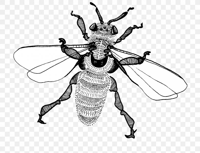 Bee Insect Weevil Line Pattern, PNG, 1660x1271px, Bee, Arthropod, Black And White, Fly, Insect Download Free