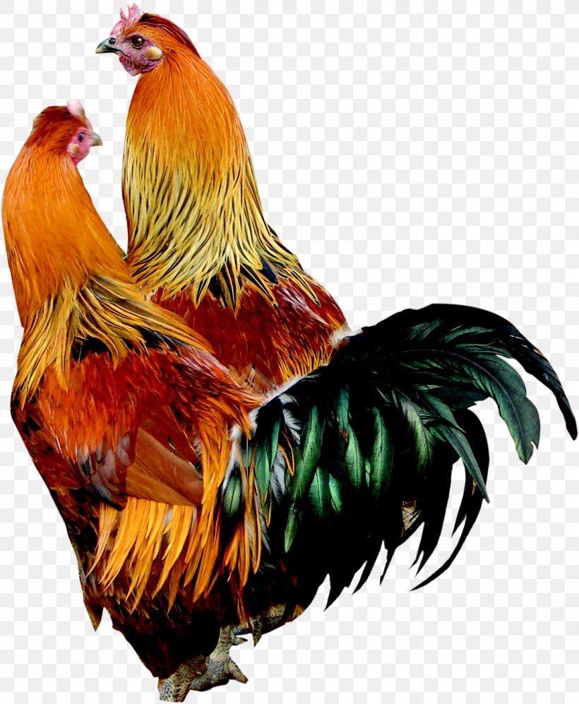 Chicken Rooster Download, PNG, 1105x1344px, Chicken, Archive File, Beak, Bird, Chicken As Food Download Free