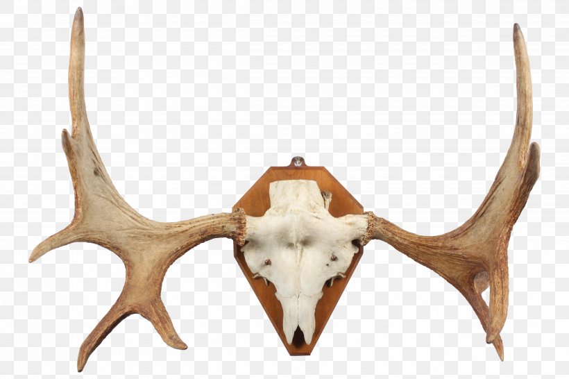 Deer Horn Trophy Hunting Antler, PNG, 4752x3168px, Deer, Antler, Horn, Hunting, Jaw Download Free
