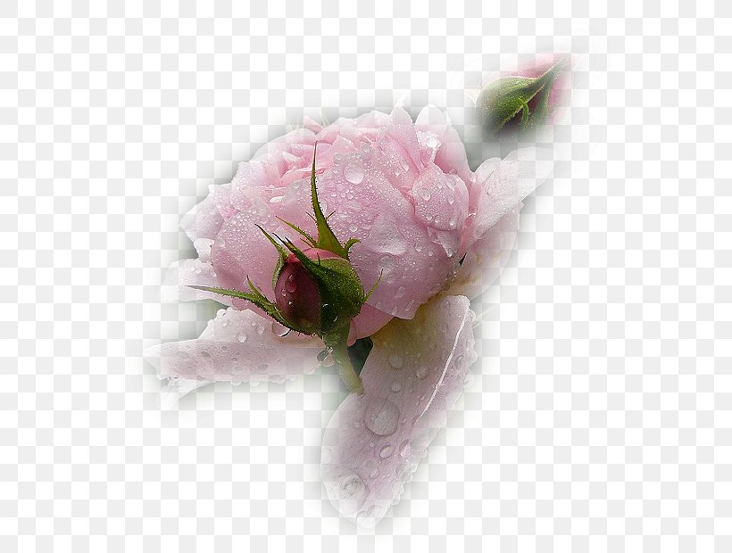 Flower Garden Roses, PNG, 550x620px, Flower, Blog, Blossom, Cut Flowers, Flower Bouquet Download Free