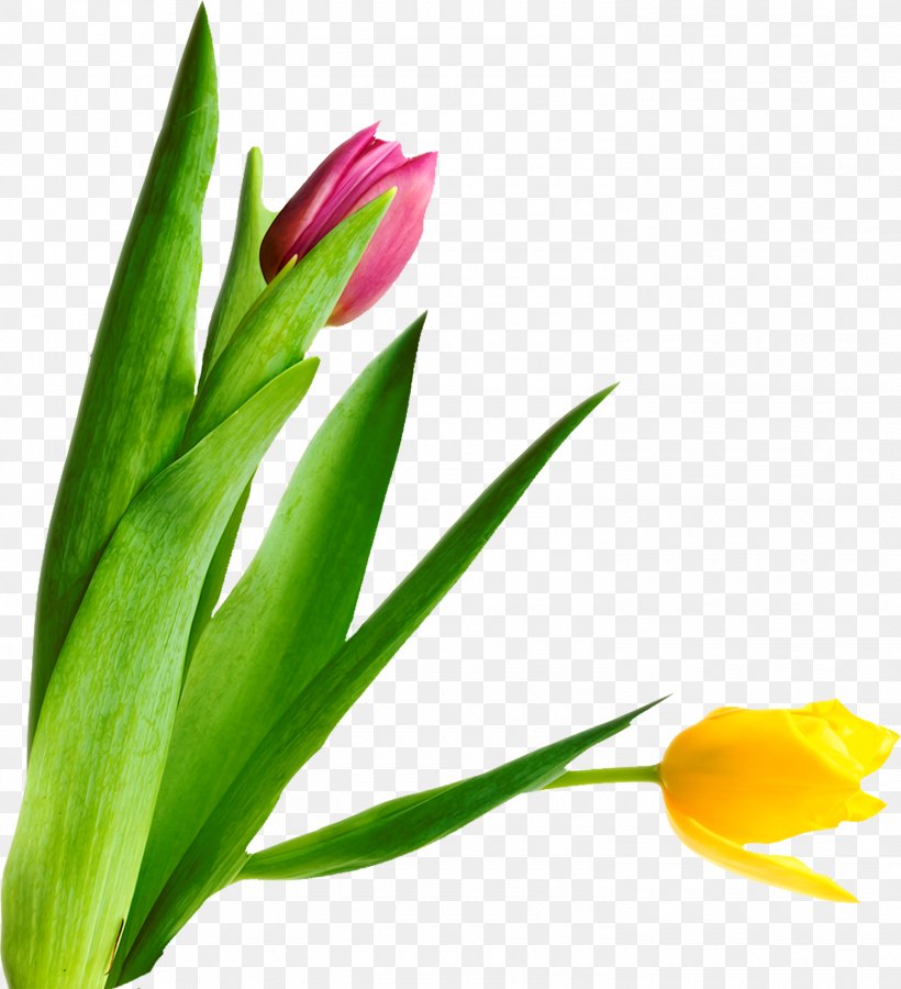 Flower Tulip Plant Stem Bud Petal, PNG, 1500x1647px, Flower, Bud, Flowering Plant, Petal, Plant Download Free