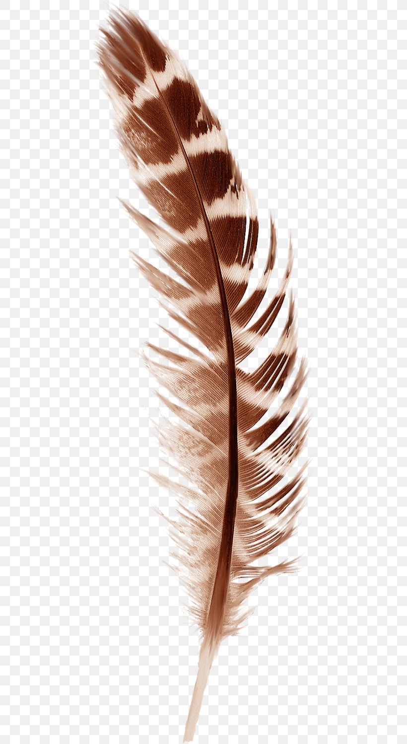 Bird Feather Paper Autumn, PNG, 462x1498px, Bird, Autumn, Brown, Cushion, Eyelash Download Free