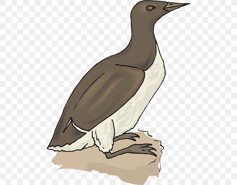 Duck Goose Penguin Bird Booby, PNG, 497x640px, Duck, Animation, Beak, Bird, Booby Download Free