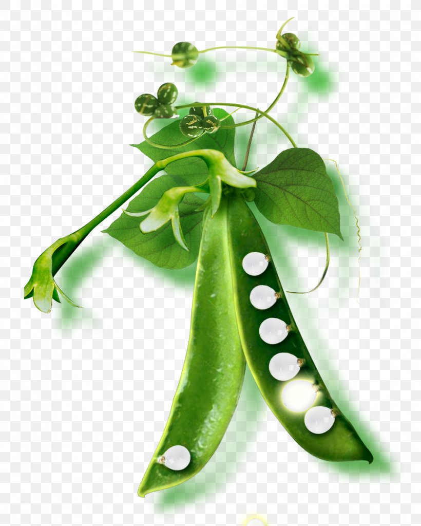 Pea Soup Green Bean, PNG, 945x1181px, Pea Soup, Bean, Common Bean, Food, Fruit Download Free