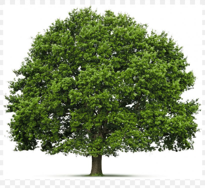 Fir Tree Shrub Clip Art, PNG, 1440x1320px, Fir, Branch, Evergreen, Image File Formats, Oak Download Free