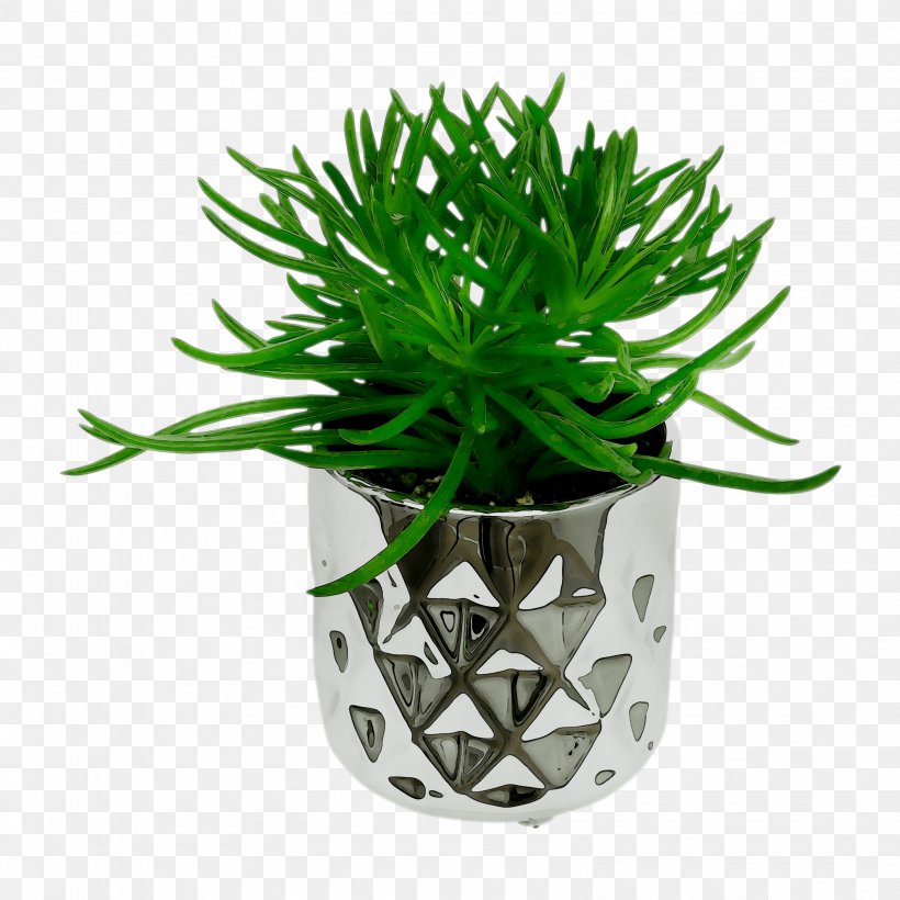 Spineless Yucca Plants Lilies Flowerpot Ornamental Plant, PNG, 3219x3219px, Spineless Yucca, Agavoideae, Bonsai, Datalife Engine, Family Download Free