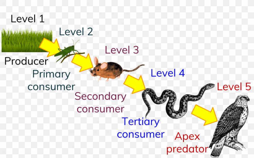 Trophic Level Food Chain Ecological Pyramid Ecology Consumer, PNG, 960x600px, Trophic Level, Advertising, Apex Predator, Area, Beak Download Free