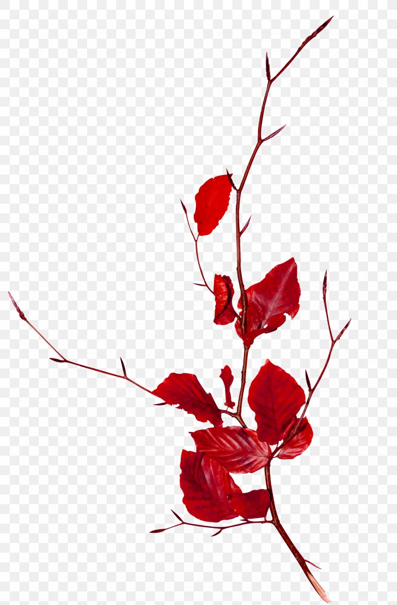 Branch Tree Clip Art, PNG, 1626x2475px, Branch, Cut Flowers, Floral Design, Floristry, Flower Download Free