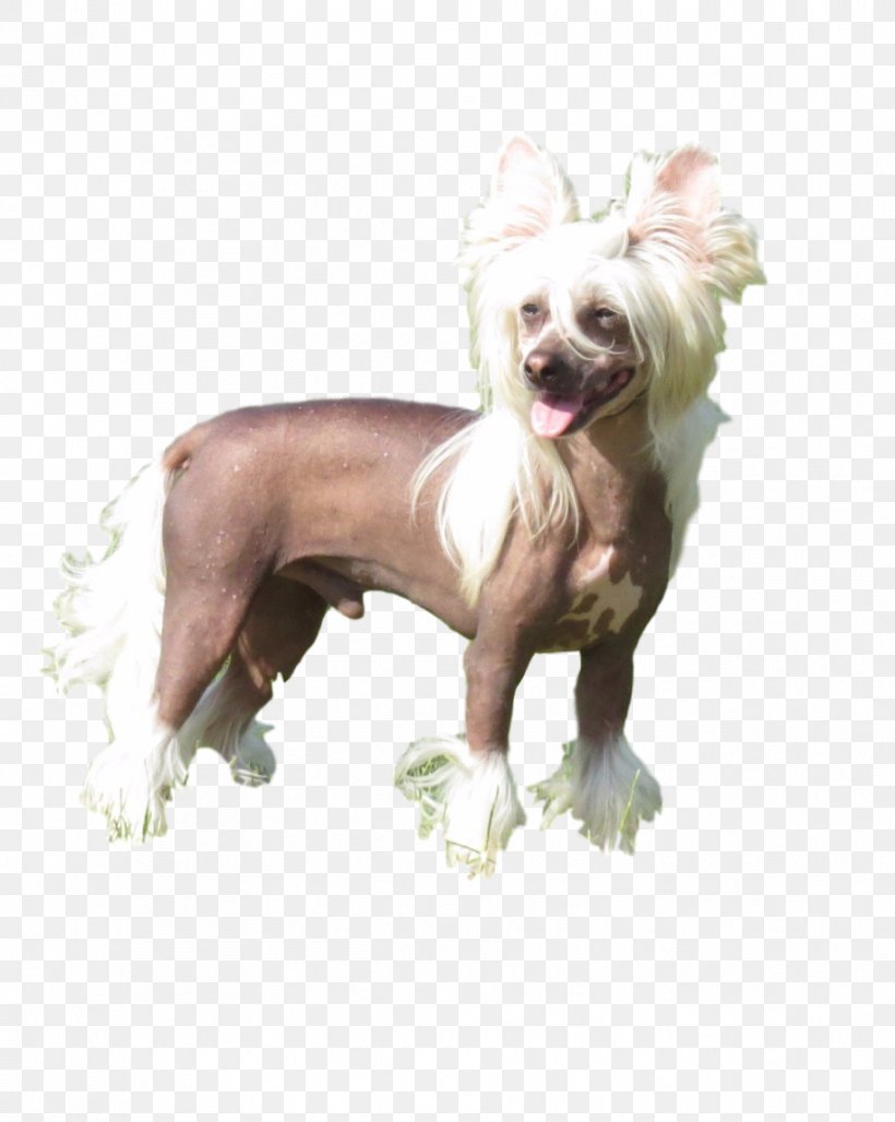 Dog Breed Chinese Crested Dog Companion Dog Snout, PNG, 914x1146px, Dog Breed, Breed, Carnivoran, Chinese Crested Dog, Companion Dog Download Free