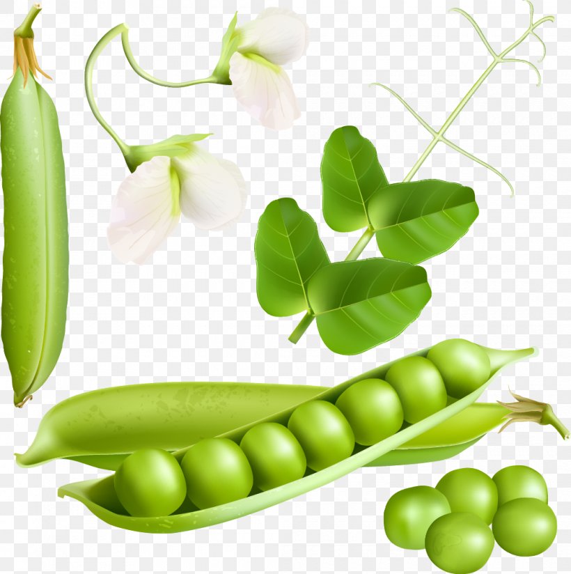 Pea Vegetable Illustration, PNG, 1040x1046px, Pea, Bean, Commodity, Food, Fruit Download Free