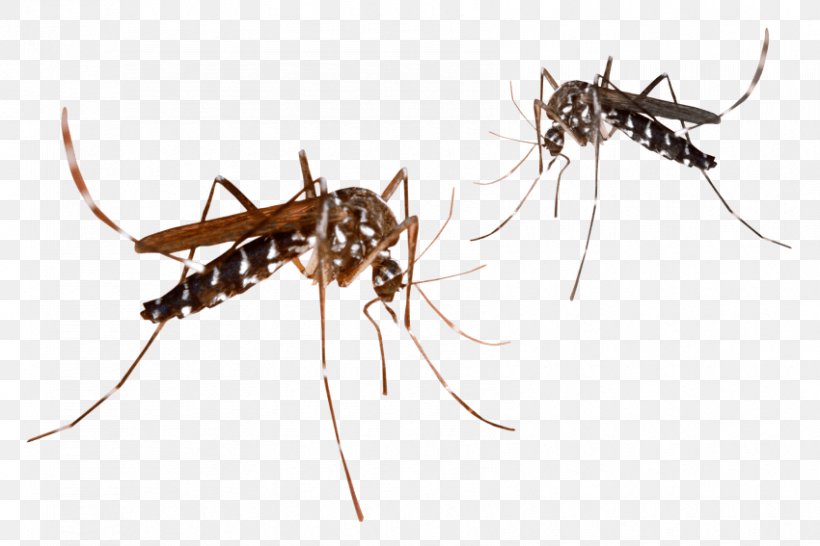 Malaria Clip Art Mosquito-borne Disease Image, PNG, 850x567px, Malaria, Ant, Arthropod, Insect, Insect Bites And Stings Download Free