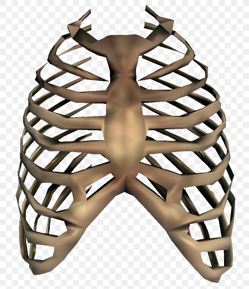 Rib Cage Png Bone Cage Human Rib Rib Cage Skeleton Thorax Icon Human Rib Cage