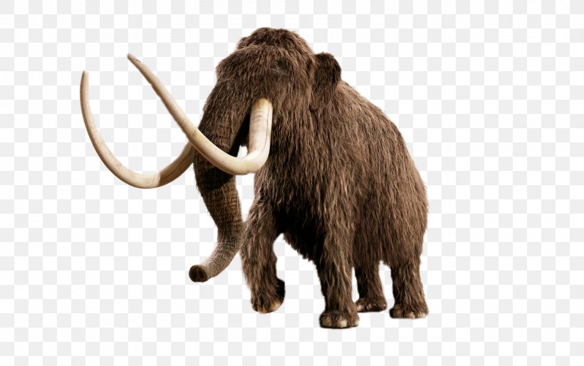 Woolly Mammoth Beringia Elephant Yuka Ice Age, PNG, 1600x1003px, Woolly Mammoth, African Elephant, American Mastodon, Animal, Animal Figure Download Free