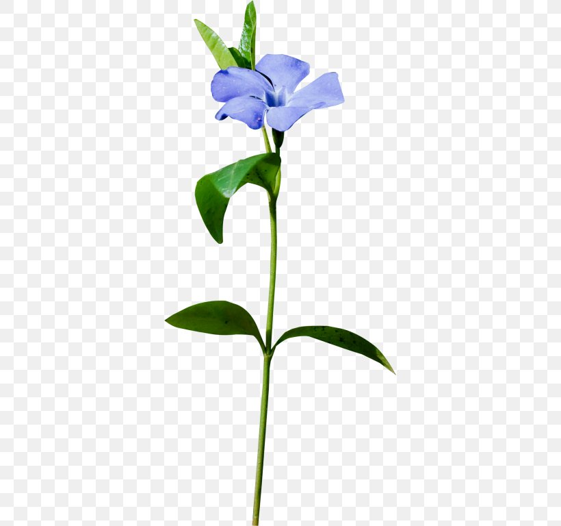 Cut Flowers Plant Stem Petal Flowerpot, PNG, 340x768px, Flower, Bellflower Family, Biscuits, Blue, Branch Download Free