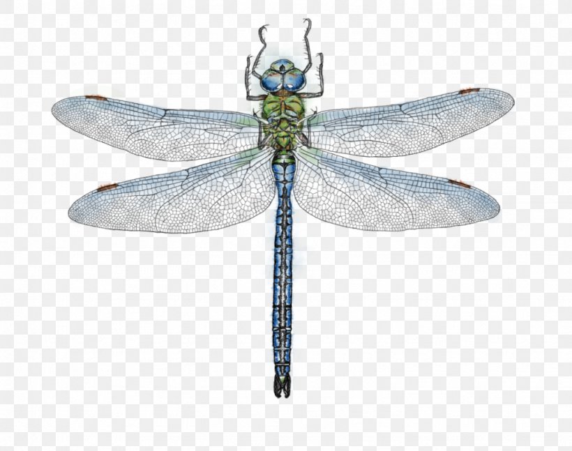Dragonfly Emperor Az év Rovara Drawing, PNG, 1024x808px, 2018, Dragonfly, Anax, Animal, Arthropod Download Free