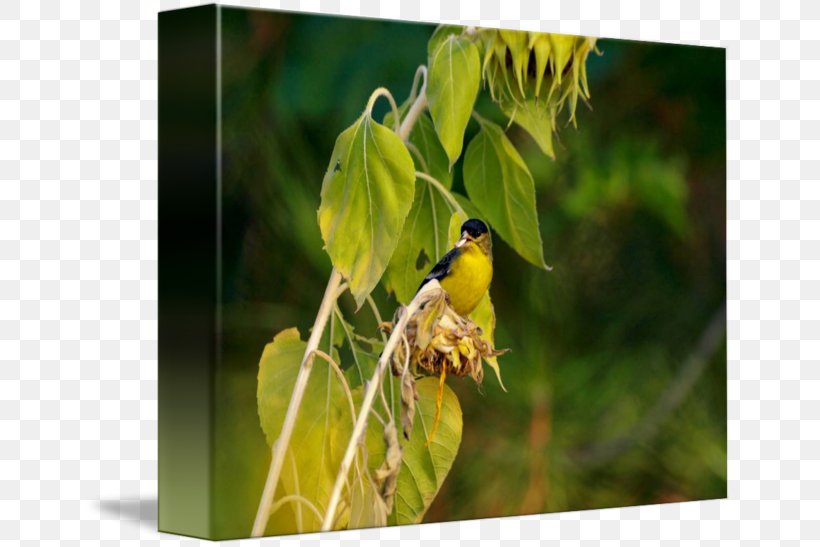 Finches Fauna Beak Wildlife, PNG, 650x547px, Finches, Beak, Bird, Fauna, Finch Download Free