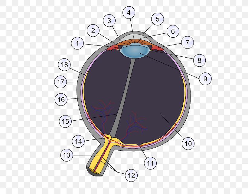 Human Eye Diagram Cephalopod Eye Cone Cell, PNG, 630x640px, Human Eye, Cephalopod Eye, Clock, Cone Cell, Cornea Download Free