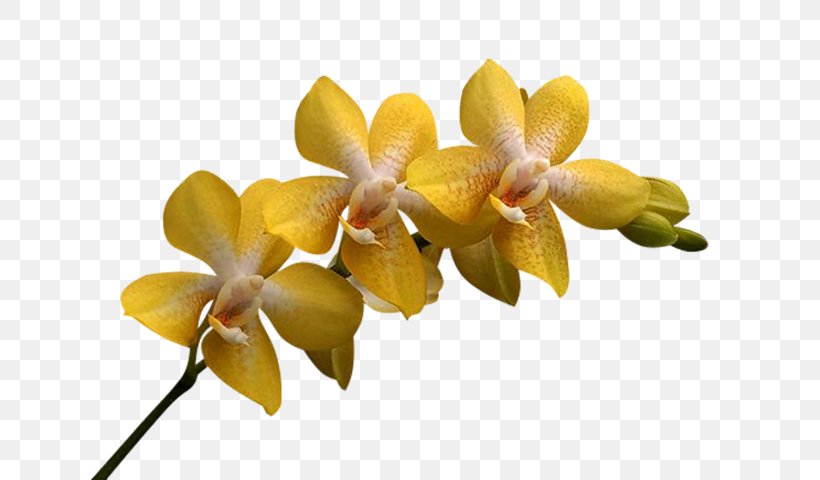 Orchids Flower Clip Art Christmas Orchid Cattleya Percivaliana, PNG, 671x480px, Orchids, Cattleya, Cattleya Orchids, Cattleya Percivaliana, Christmas Orchid Download Free