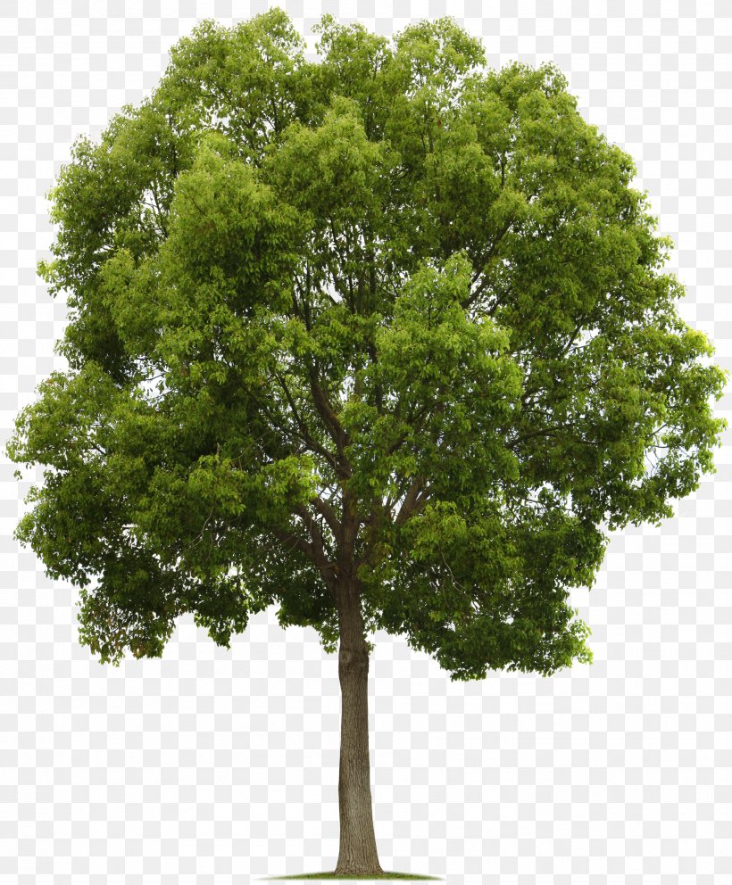 Populus Nigra Tree Deciduous Clip Art, PNG, 1903x2304px, Populus Nigra, Branch, Cottonwood, Deciduous, Oak Download Free