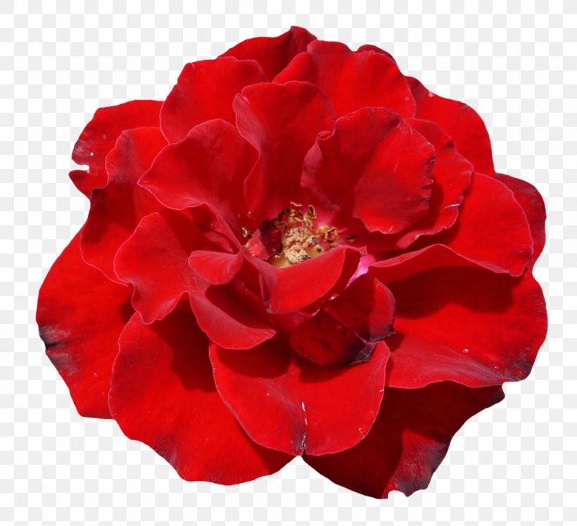 Clip Art Flower Image Desktop Wallpaper, PNG, 1024x933px, Flower, China Rose, Cut Flowers, Floribunda, Flower Bouquet Download Free