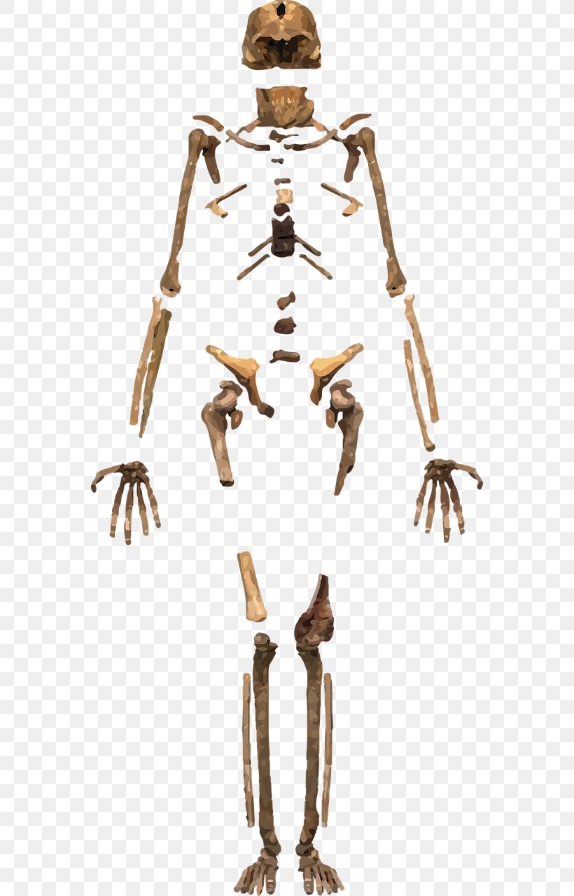 Skeleton Homo Sapiens Human Body Bone, PNG, 640x1280px, Skeleton, Archaeology, Bone, Homo Naledi, Homo Sapiens Download Free