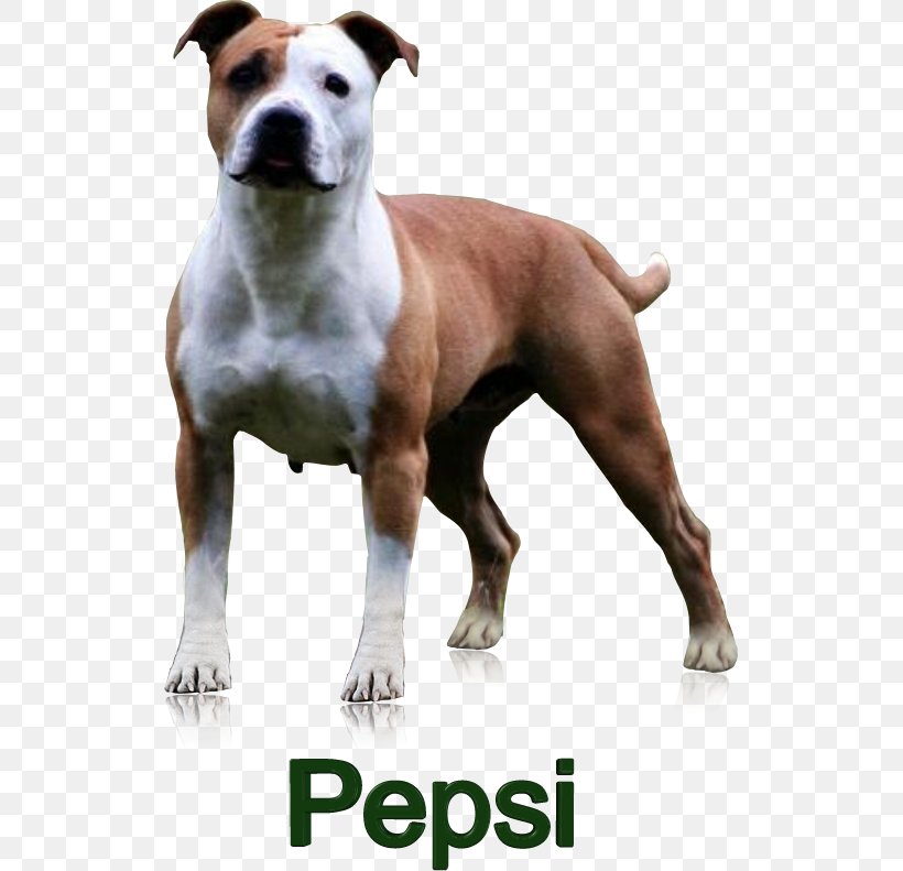Dog Breed American Staffordshire Terrier American Pit Bull Terrier Staffordshire Bull Terrier Bull And Terrier, PNG, 521x791px, Dog Breed, American Pit Bull Terrier, American Staffordshire Terrier, Breed, Bull Download Free